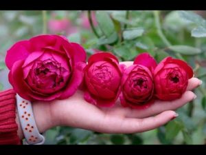 Hoa hồng nhập ngoại Autumn Rouge Rose - Màu đỏ tím quý phái,hường thơm quyến rũ